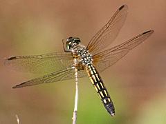 Blue Dasher